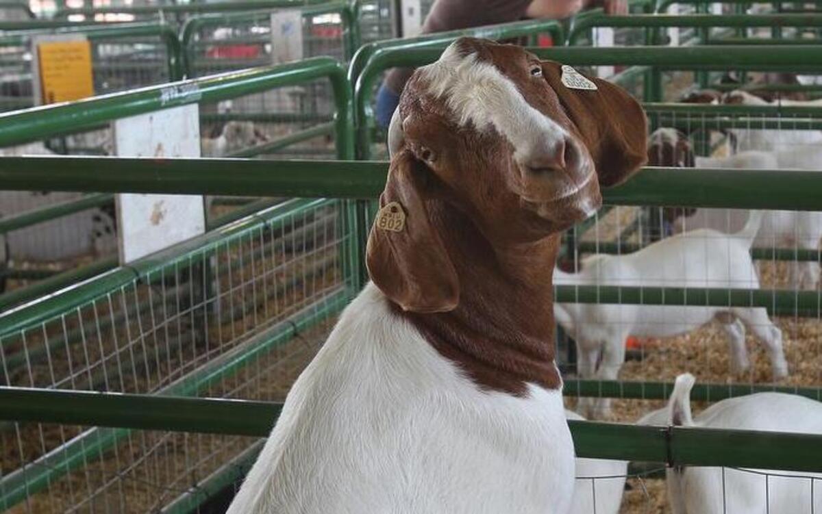 
Bonnie, a female Boer goat belonging to Haley Hughes, of Freeburg, watched over the other goats at last year’s Mascoutah Homecoming in Scheve Park.
