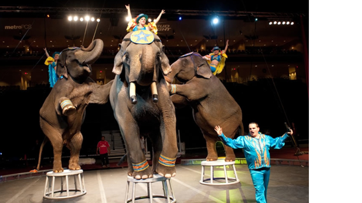 
The George Carden Performing Elephants are part of the Ainad Shriners Circus.
