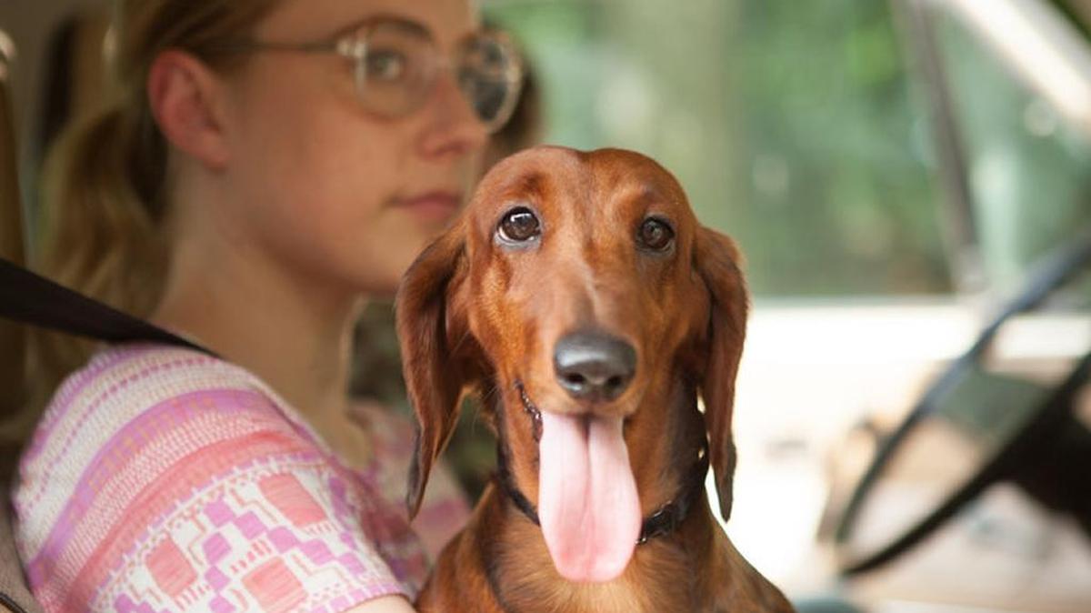Greta Gerwig holds the title character of “Wiener-Dog,” Todd Solondz's latest film exploration of misanthropy.