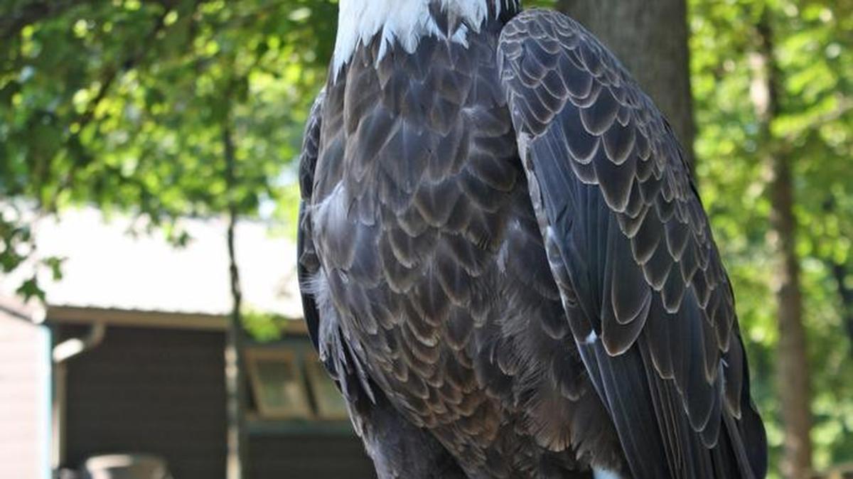 You will have several chances to see American bald eagles up close this weekend in and around Alton.