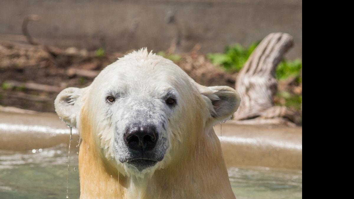 
Kali is looking to meet you soon at Polar Bear Point.
