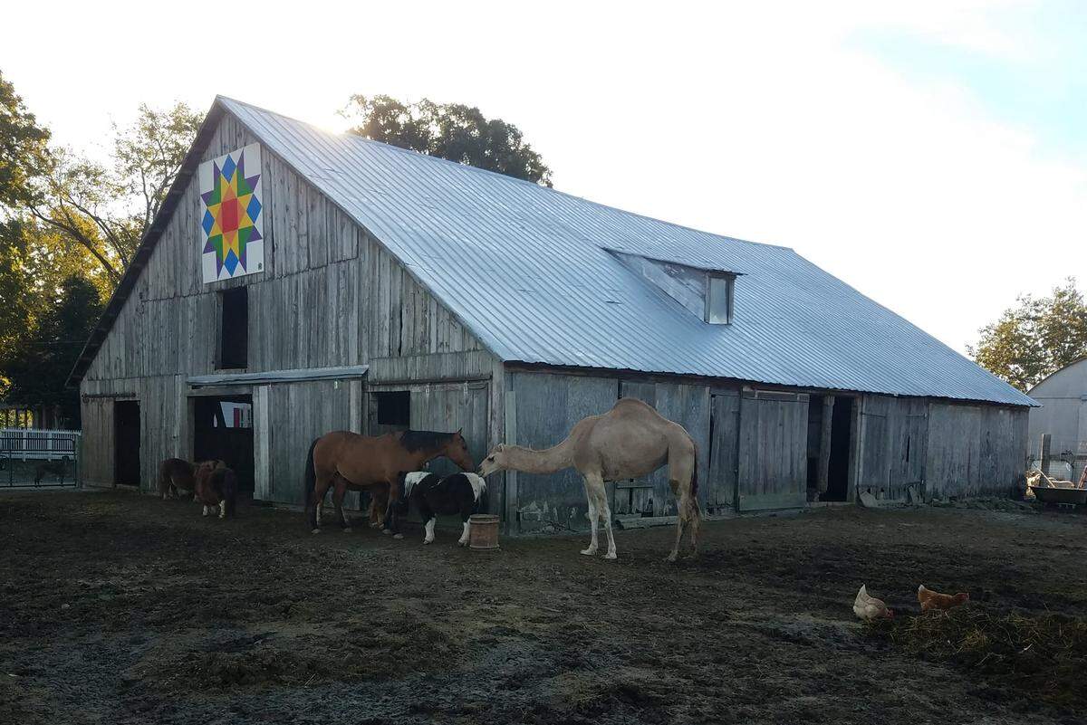 Horses, miniature horses and a camel hang out in front of a 172-year-old barn at Rainbow Ranch, about eight miles west of Nashville.