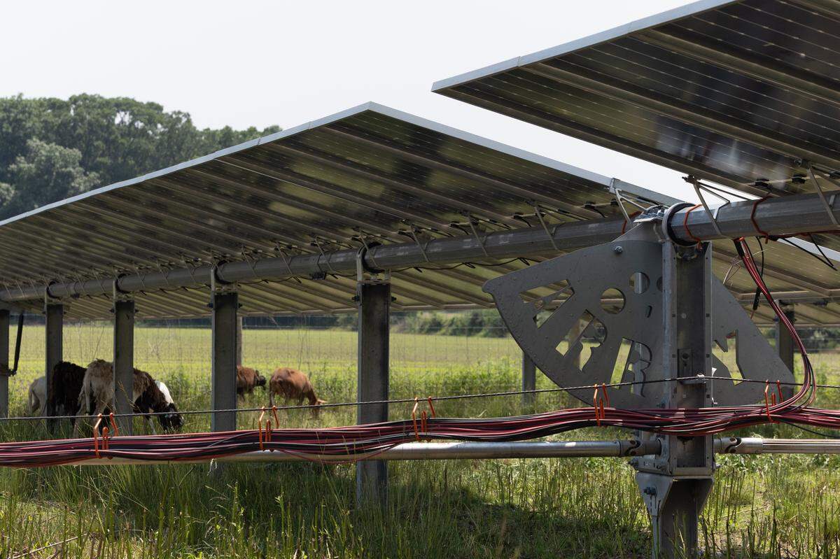 Large electrical wires are on display, but despite this, there are few issues with the sheep grazing unsupervised. “There are no safety issues with sheep,” said farmer Curtis Thompson, who says goats and cattle will often damage panels or electrical components.