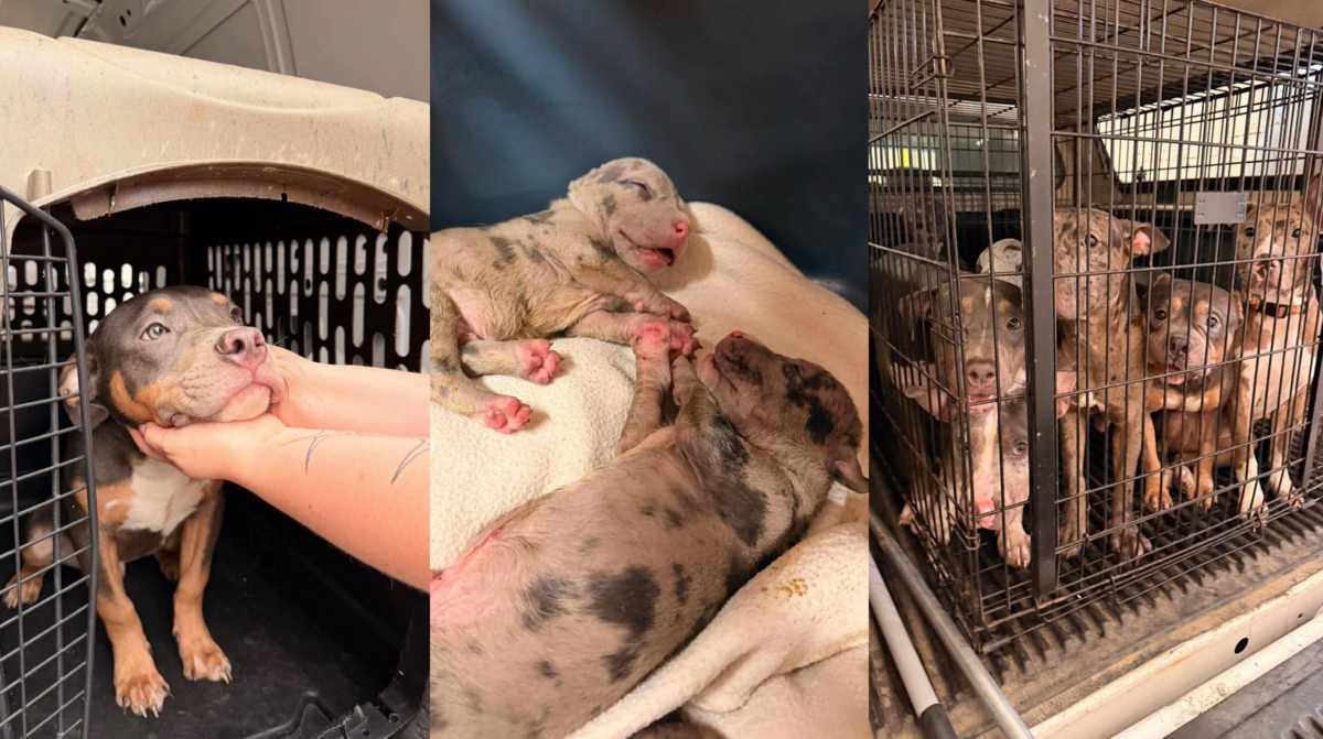 Photos in a Facebook post by Metro East Humane Society in Edwardsville shows some of the nine puppies and seven adult dogs that were removed from a home in Venice on Wednesday.
