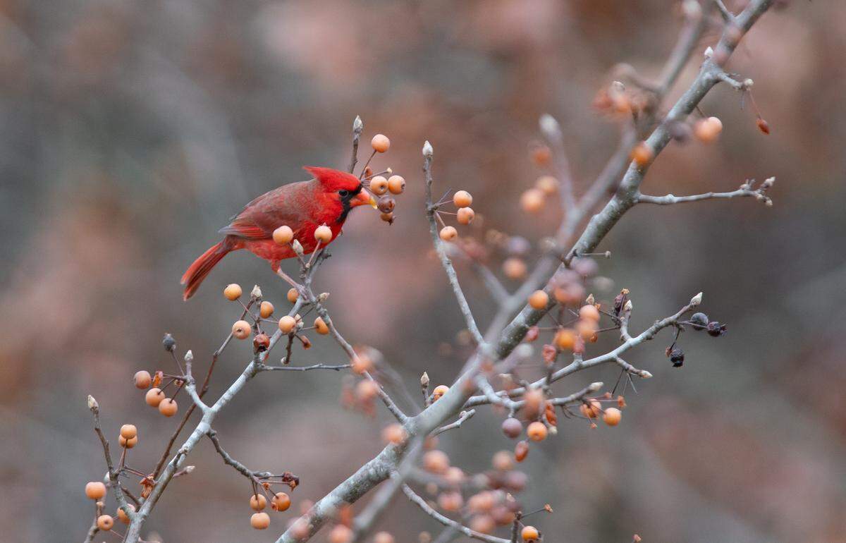 Birds of all varieties can be seen at Fort de Chartres State Historic Site, such as this cardinal enjoying an autumnal snack.