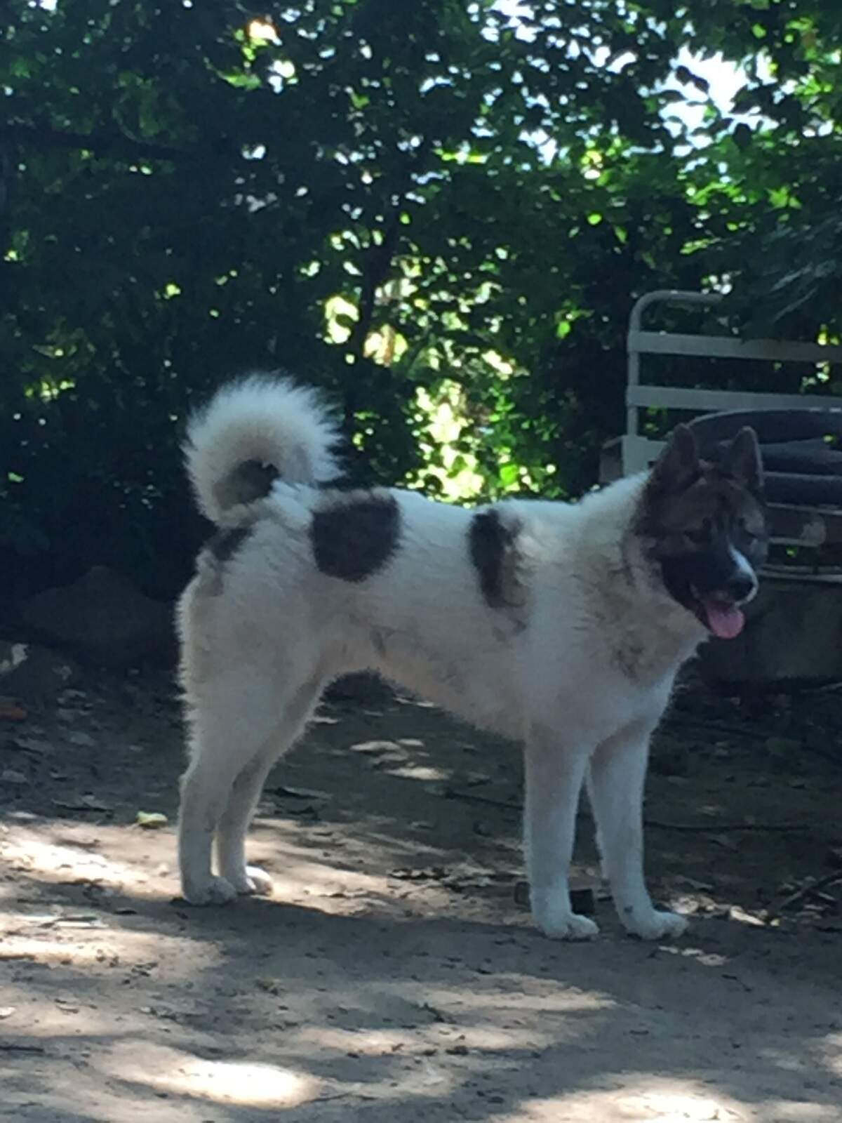 Cesar Galen posted this photo of Nixon, an Akita-husky mix, on the Facebook page "Lost and Missing Pets in Belleville, IL," in hopes that people in the community could help him find the dog.