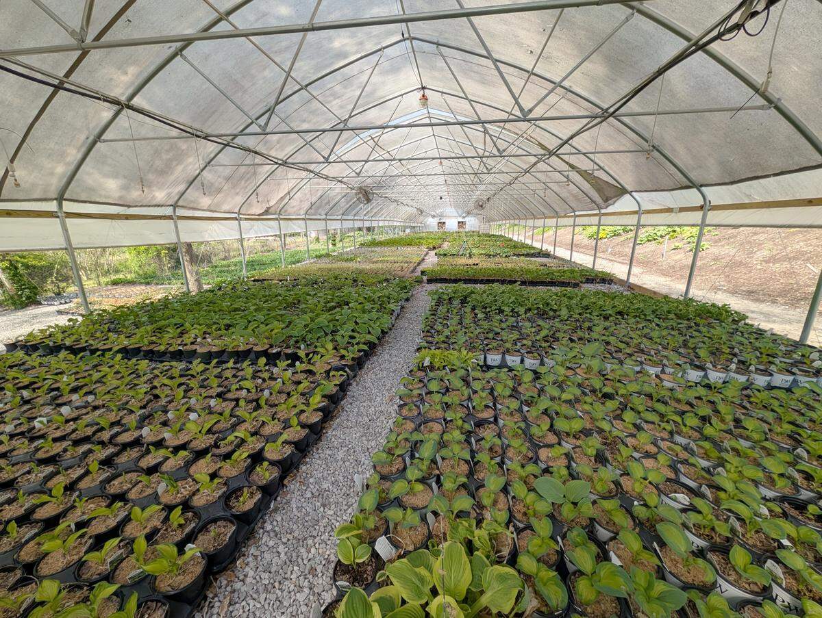 A long view of the production greenhouse at Hostas on the Bluff in Fairview Heights.