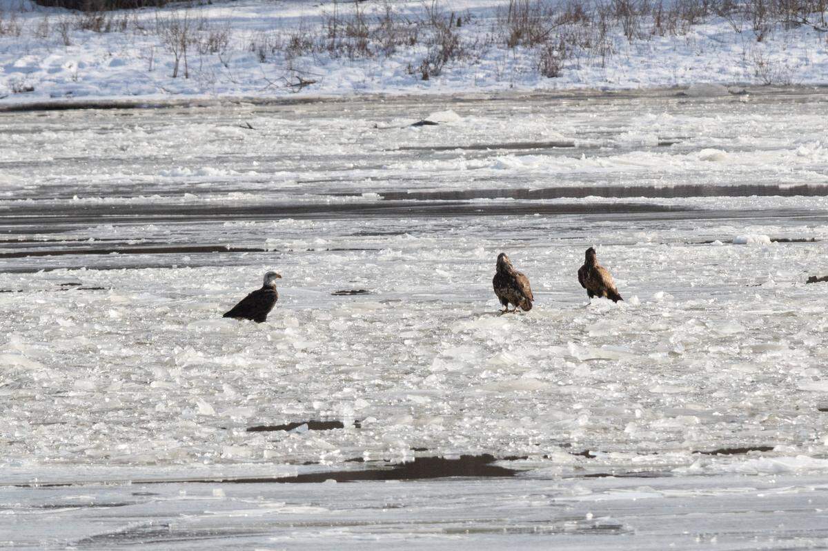 A trio of bald eagles -- two young, one mature -- rest on top of an iced over Mississippi River near Alton, Ill. on Jan. 22, 2025.