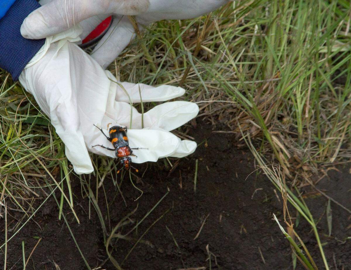 Researchers with the Saint Louis Zoo will release about 70 to 80 pairs of American burying beetles into natural habitats this year.