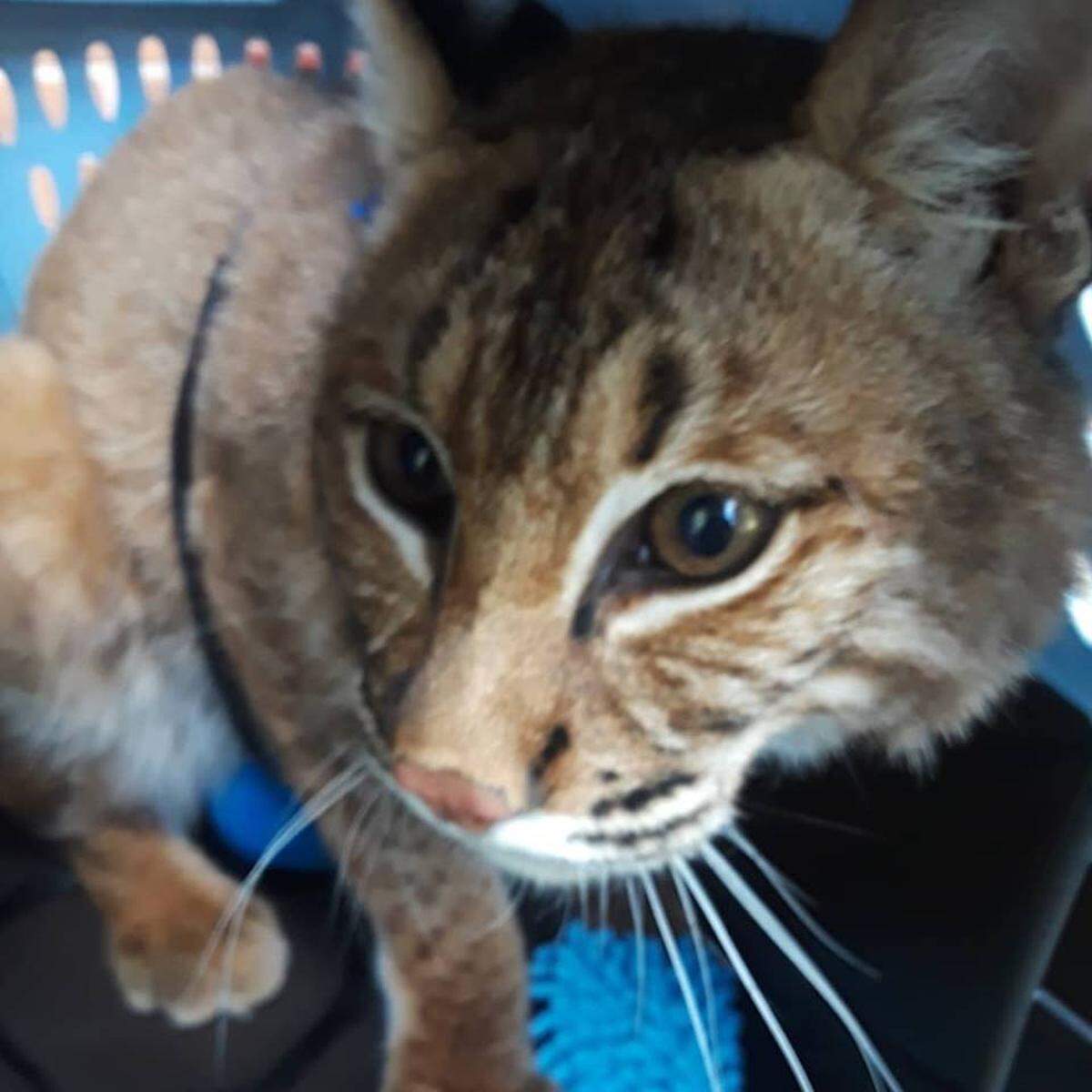 Capone is a 2 year old bobcat and on Thursday remained at a wildlife rehabilitation center after being taken from a Swansea family home.