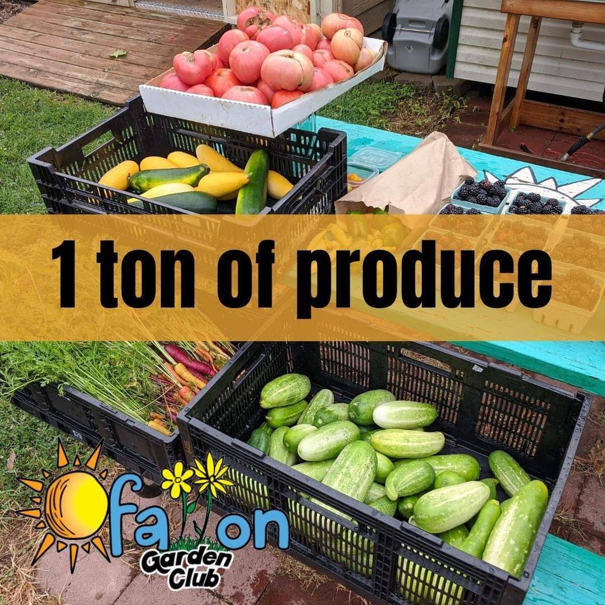 The O’Fallon Garden Club won a National Garden Club Award and a District 5 Honor for their fresh produce donations to the O’Fallon Food Pantry last summer. For 11 years, they have donated 3,000 pounds every season — more than any other garden club in the state.