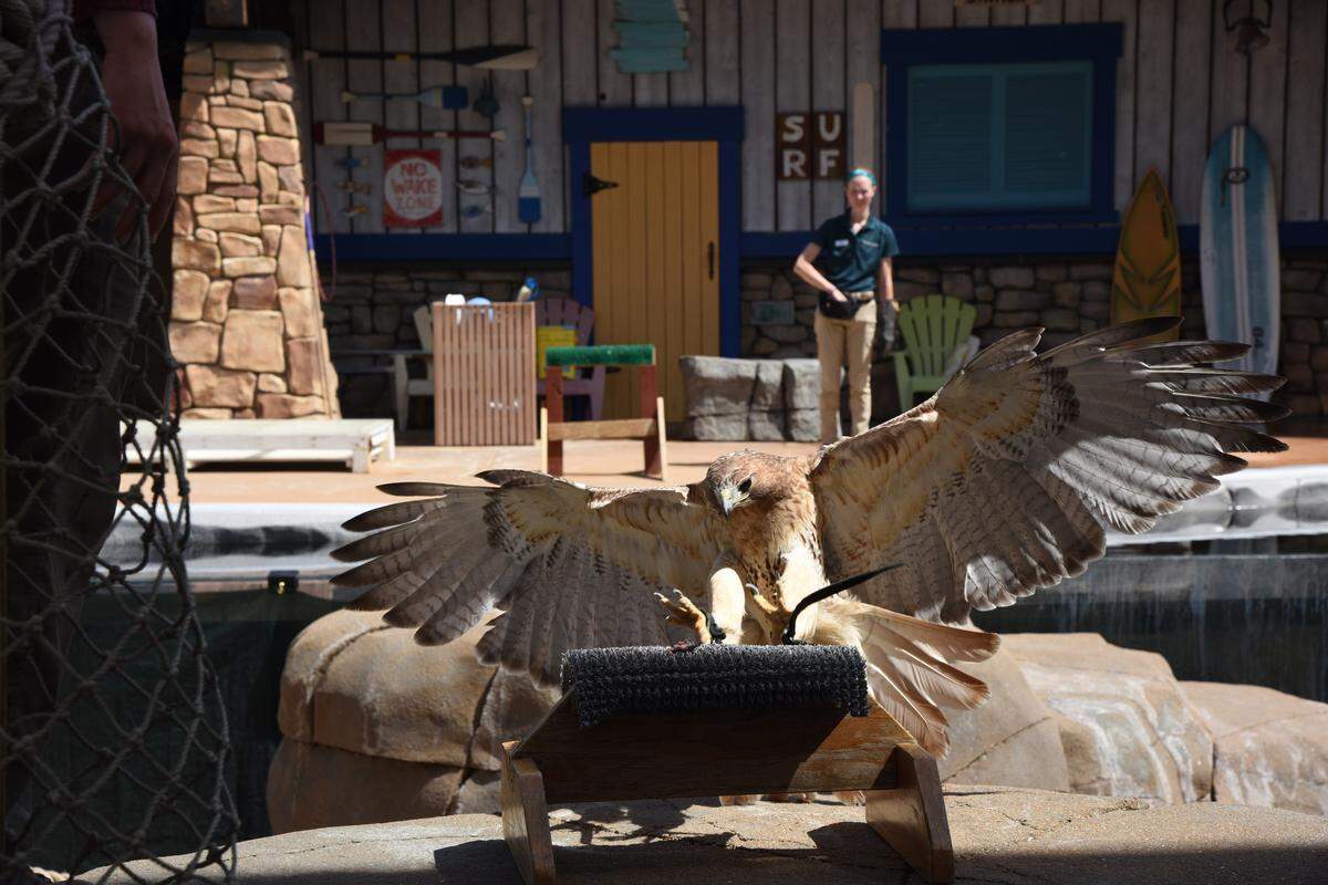 “Winging It” bird shows start at the Saint Louis Zoo Saturday, May 6. Birds that may be seen in the shows include tawny eagle, turkey vulture, red-tailed hawk (pictured), American barn owl, black-crowned night heron, African grey parrot, Harris’s hawk, white-bellied stork and bald eagle. For show dates and times, visit stlzoo.org.