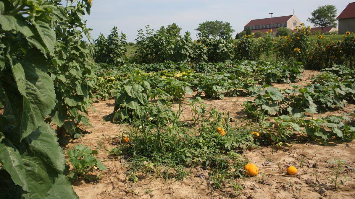 St. Clare of Assisi Roman Catholic Church, 1411 Cross St. in O’Fallon, has a pond and a few acres of garden beds, including blackberries, pumpkins and sunflowers.