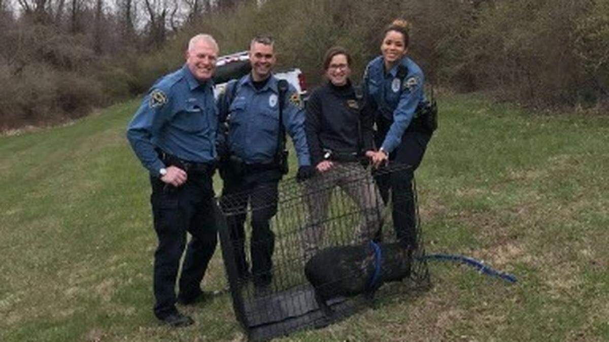 O'Fallon Police captured a runaway pig on Tuesday.