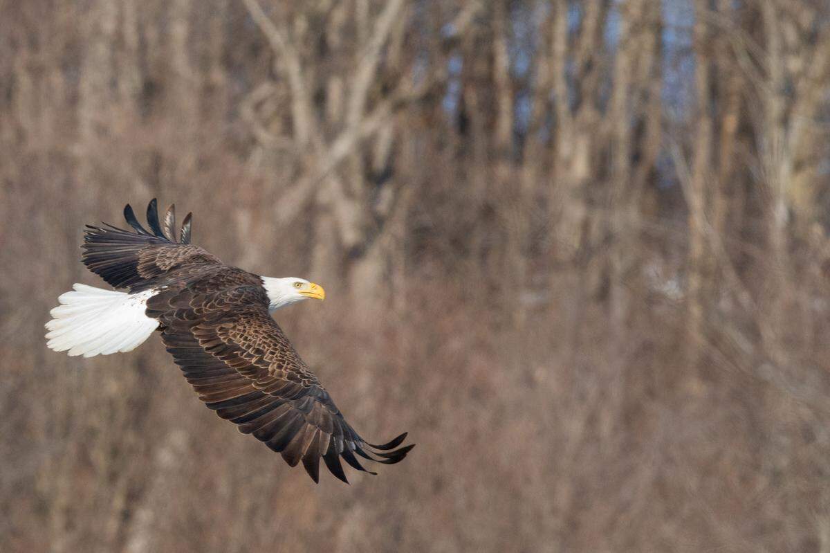 A bald eagle soars across the road at the Audubon Center Riverlands in West Alton, Mo., on Jan. 22, 2025.
