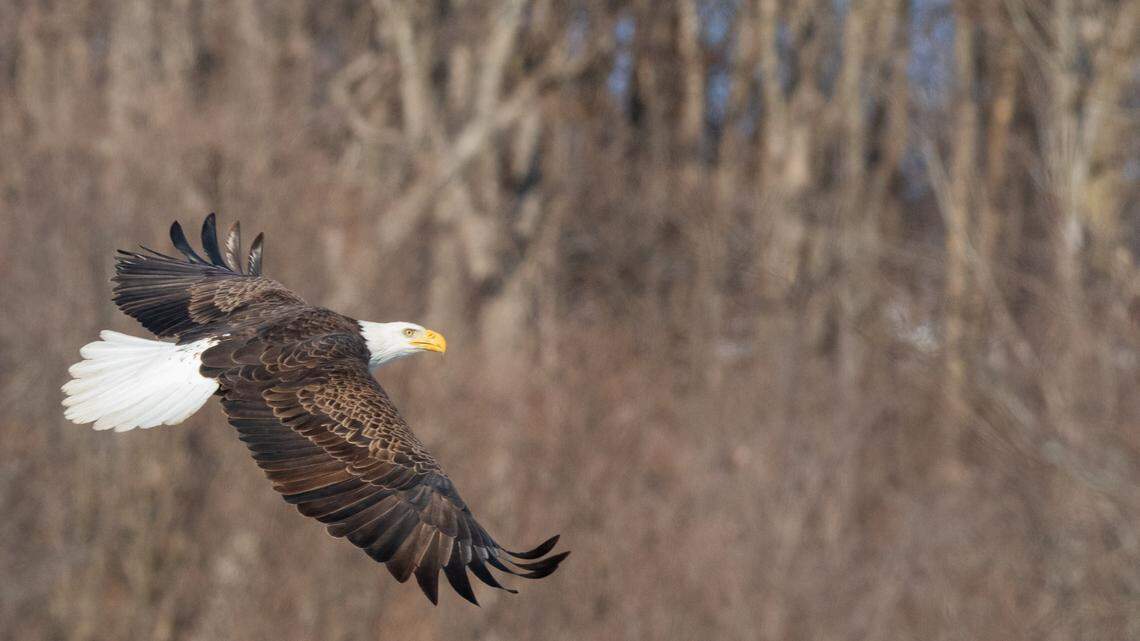 Southwest Illinois is heavily populated with bald eagles. Here’s where to find them