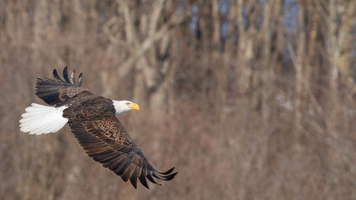 A bald eagle soars across the road at the Audubon Center at Riverlands in West Alton, Mo., on Jan. 22, 2025.