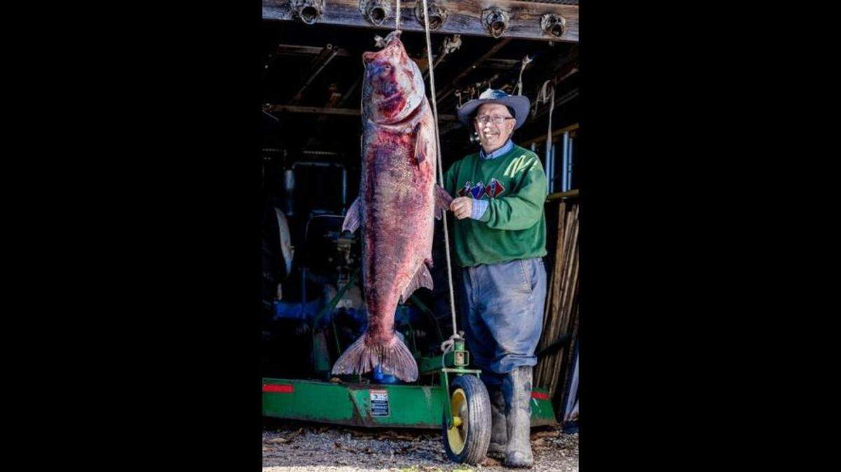 George Chance, of Festus, Missouri, is shown with a 97-pound bighead carp that he caught from the Mississippi River on Tuesday. He weighed it at a local recycling center.