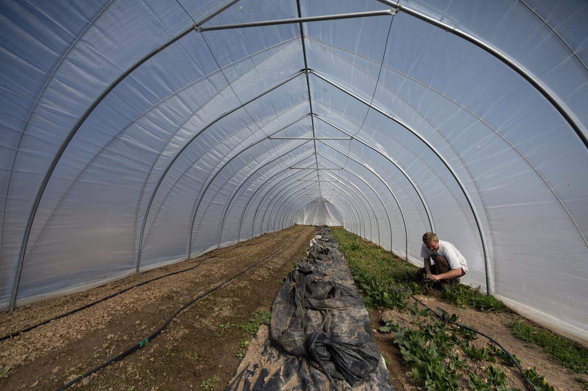 Ben Stumpf, owner of Rumblin’ Ernie Farm in Columbia, picks spinach leaves inside the farm’s greenhouse in between planting rows of seeds outside.