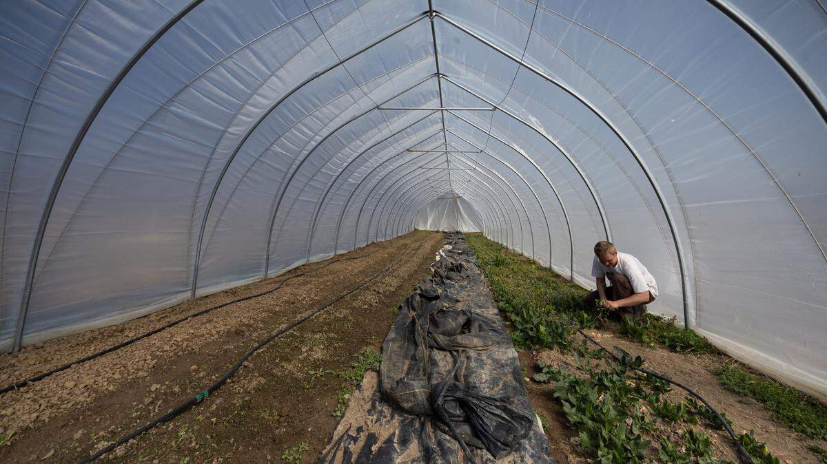 Ben Stumpf, owner of Rumblin’ Ernie Farm in Columbia, picks spinach leaves inside the farm’s greenhouse in between planting rows of seeds outside.