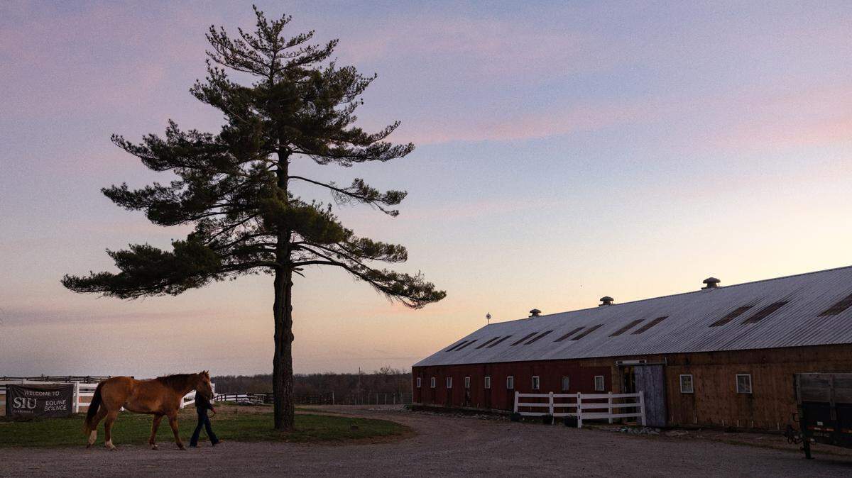 SIU equine science students bring horses into the barn in preparation for classes Tuesday, March 18, 2025 in Carbondale, Illinois. (Julia Rendleman for ProPublica)
