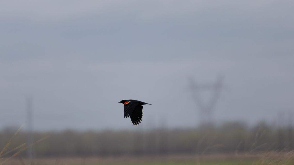 Teeny hummingbirds among the spring visitors to this top recreation spot in West Alton