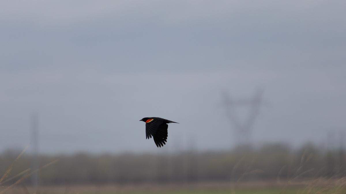 A red-winged blackbird flies from a perch at Audubon Center at Riverlands March 26, 2024. Red-winged blackbirds are found throughout the Americas, as far north as Pennsylvania and as far south as Honduras.