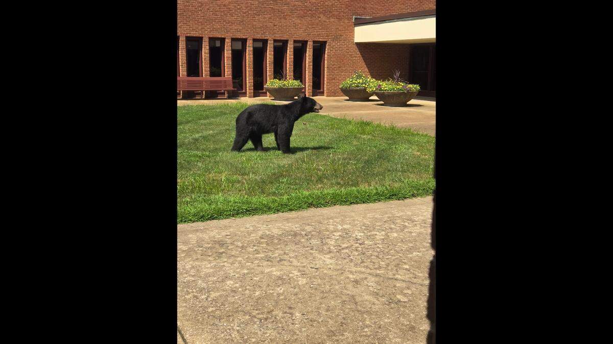 A black bear was seen strolling in the courtyard at the Benedictine Living Community At The Shrine in west Belleville on Aug. 5, 2024.