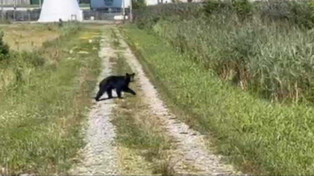 Marion Police Sgt. Jason Watts photographed a black bear on July 19 near Interstate 57 in Marion.