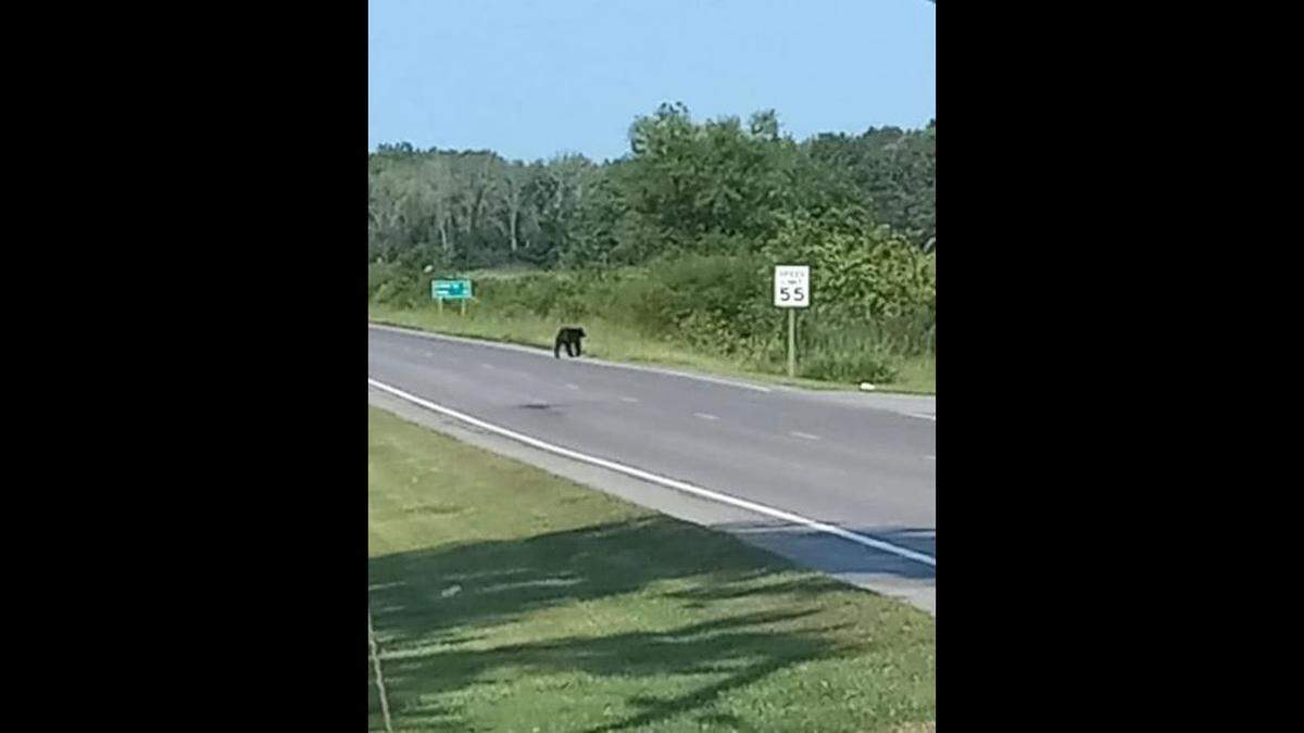 The Carrier Mills Police Department has posted this photo of an apparent black bear seen in the town. The photo was posted on the department’s Facebook page Thursday.