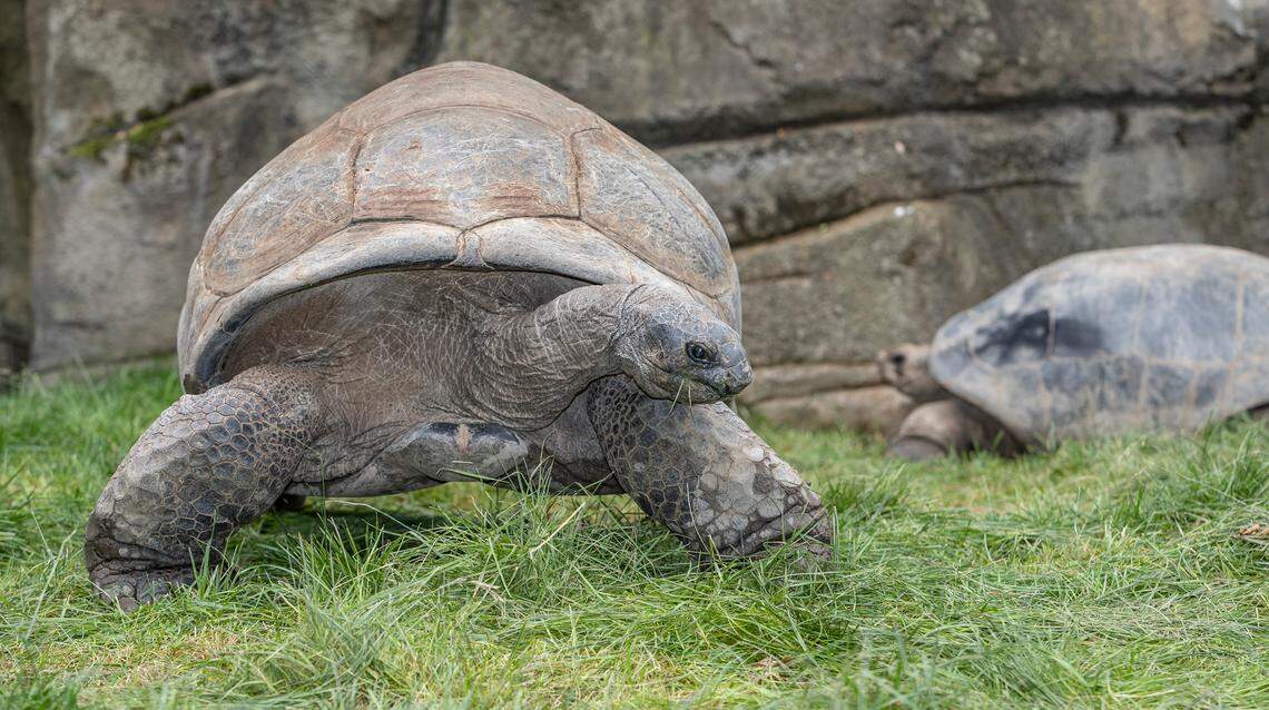 Othello, an Aldabra tortoise, is one of the oldest residents at the St. Louis Zoo, he is estimated to be well over 100-years-old.