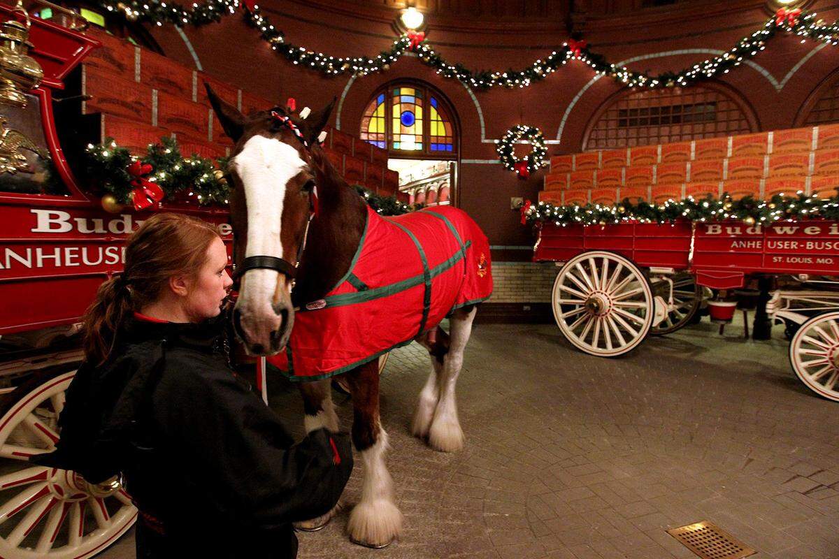 One of the clydesdale horses inside the Budweiser tour and visiting area. Tours at the Budweiser Brewery will run through Dec. 30.