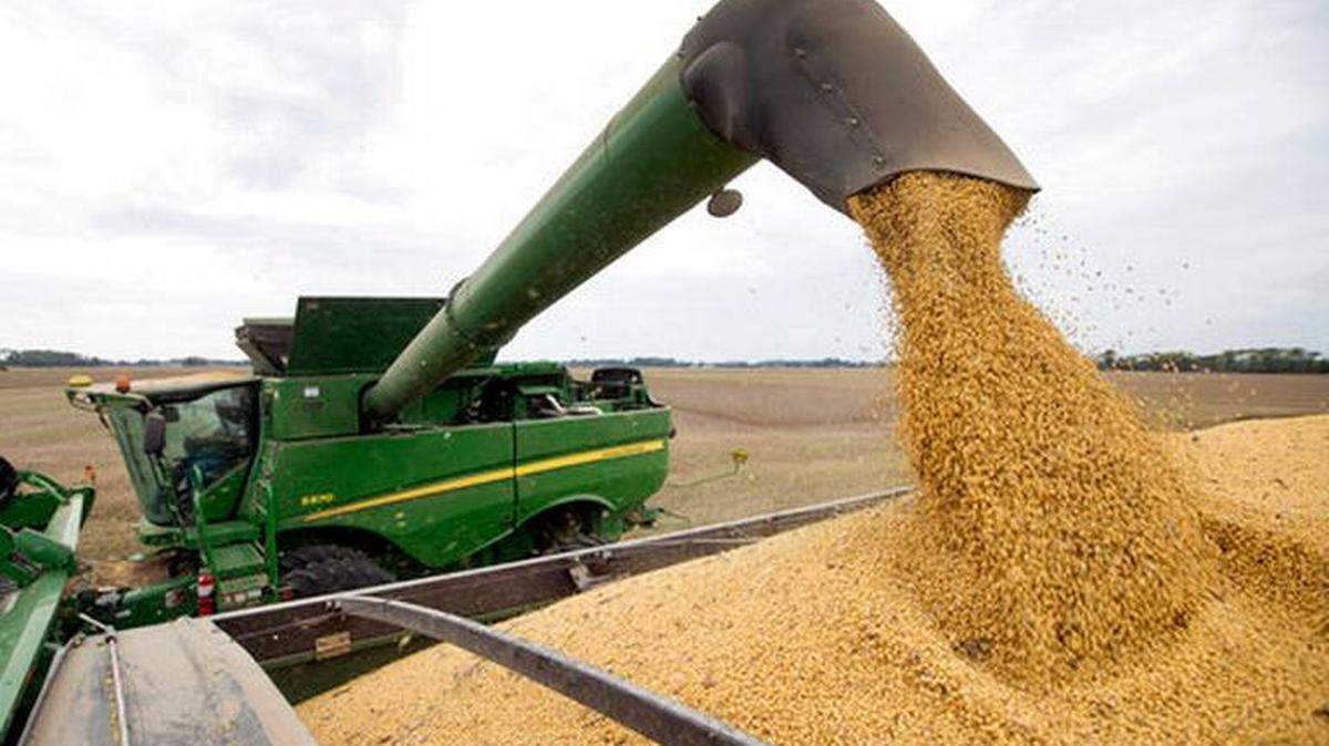 Photo of soybeans being harvested.