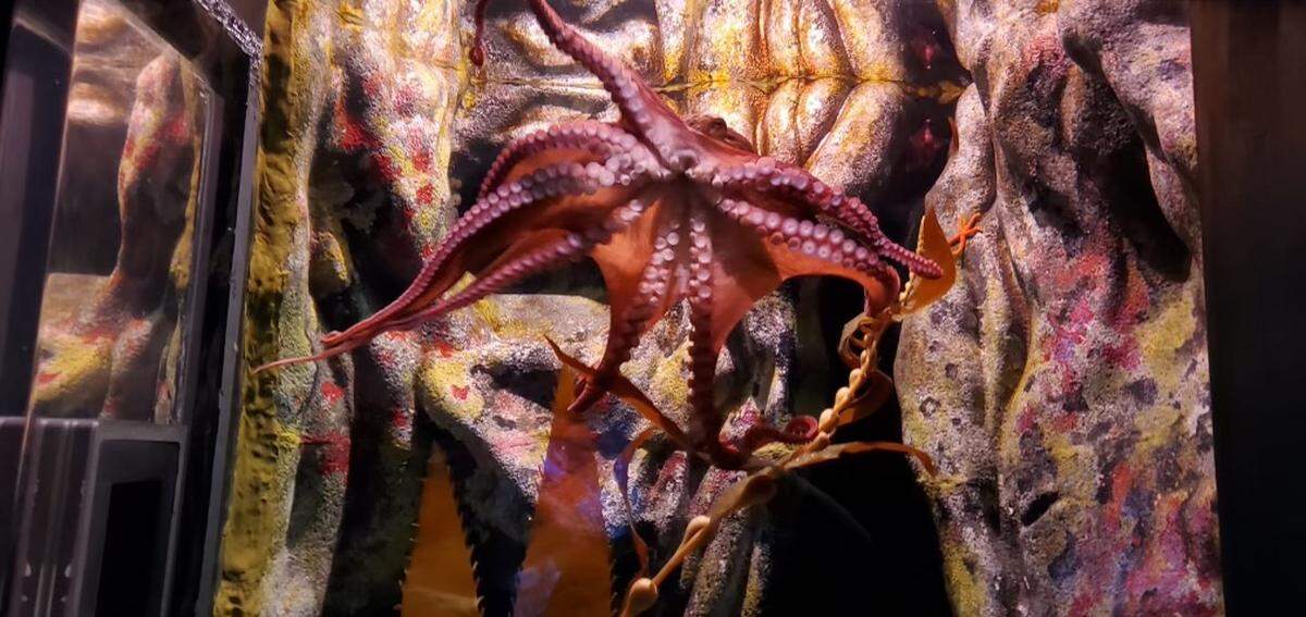 The giant Pacific octopus at the St. Louis Aquarium can solve puzzles, unscrew jars and squeeze through any opening larger than a quarter.