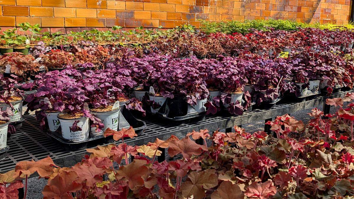 Coral bells, a companion plant offered at Hostas on the Bluff, are available in a variety of colors.