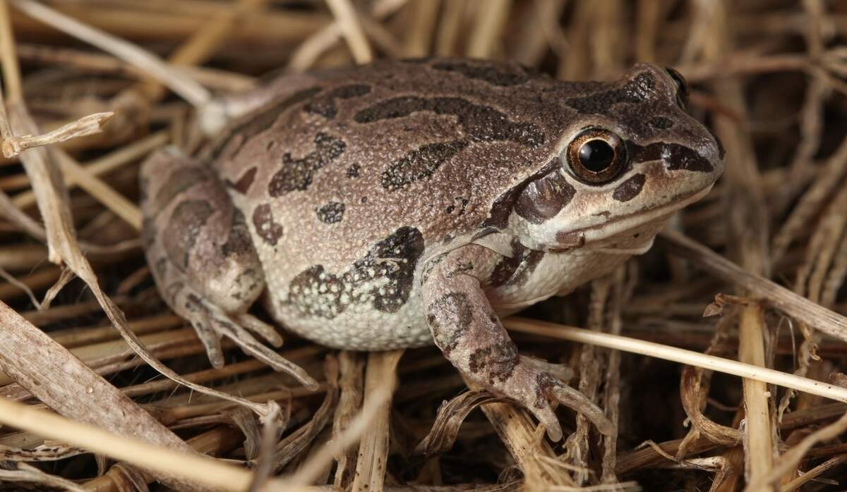 Public Domain, https://www.fws.gov/media/illinois-chorus-frog