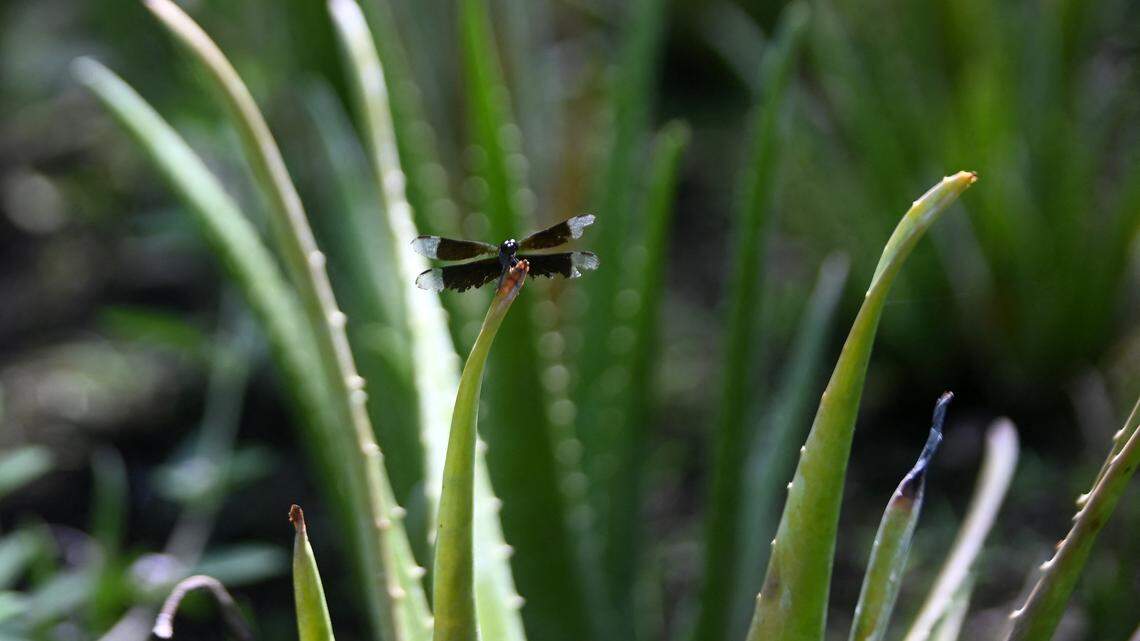 Aloe Vera Plant Benefits: Why Every Family Should Keep One at Home