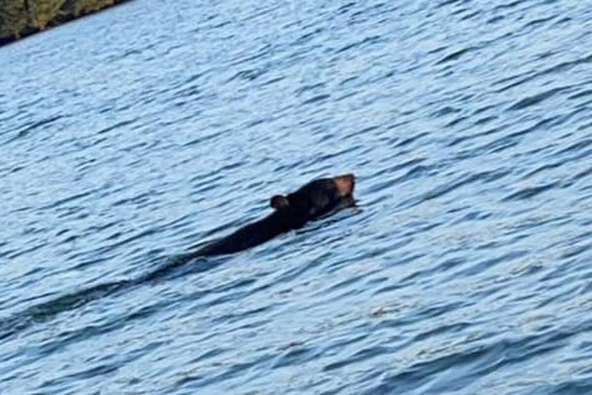 A boater on Lake Kincaid captured this image of a swimming black bear Sunday.