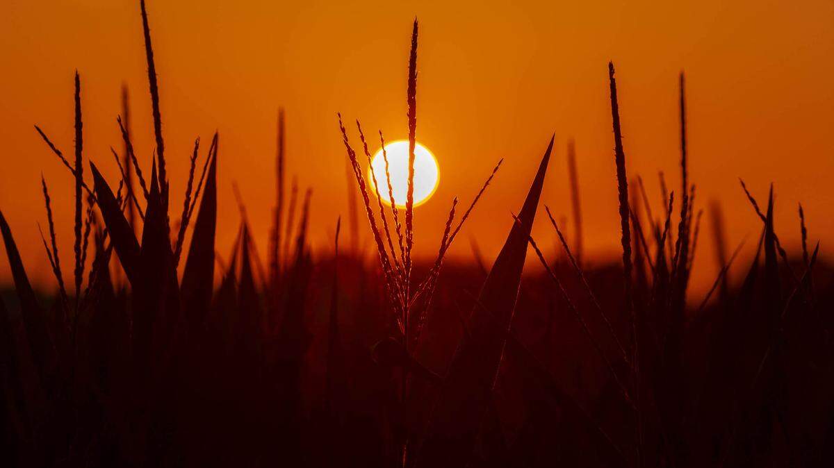 The sun sets on a field of corn on Tuesday, July 19, 2022, in Carbondale, Ill.