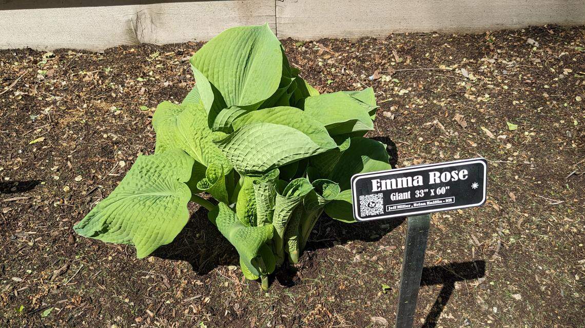 Emma Rose, named after the Kniffins’ daughter, is one of 500 varieties of hostas the can be found at Hostas on the Bluff in Fairview Heights.
