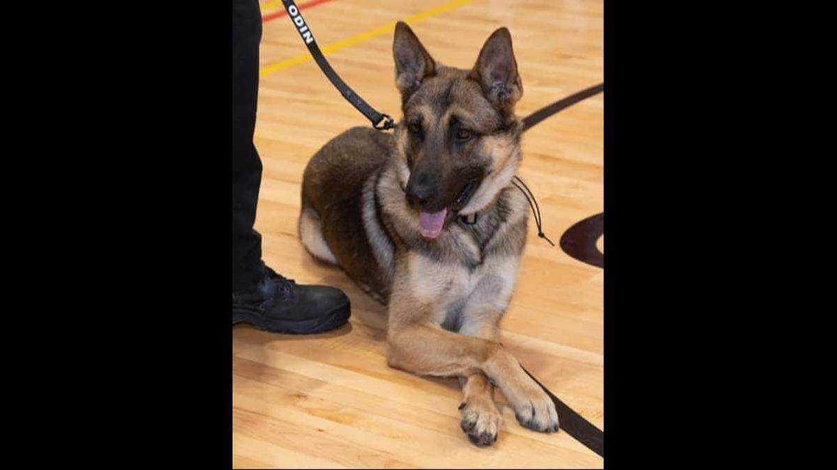 Alton Police Department K-9 Odin died Thursday from injuries suffered in a shootout between police and a suspect.