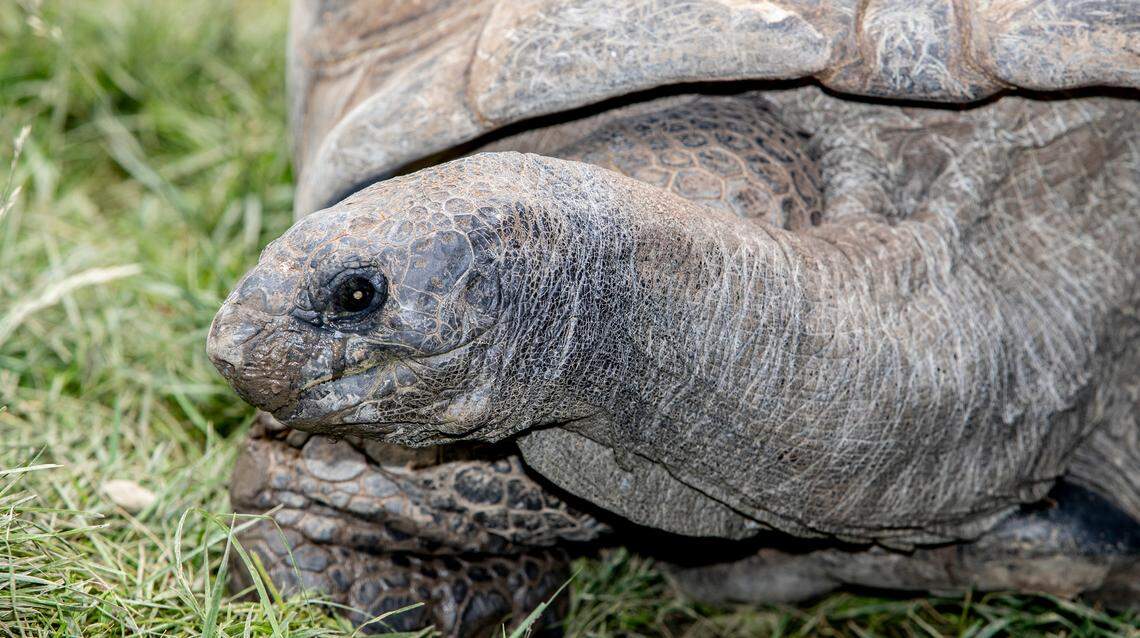 Ray, an Aldabra tortoise, is one of the oldest residents at the St. Louis Zoo, he is estimated to be well over 100-years-old.