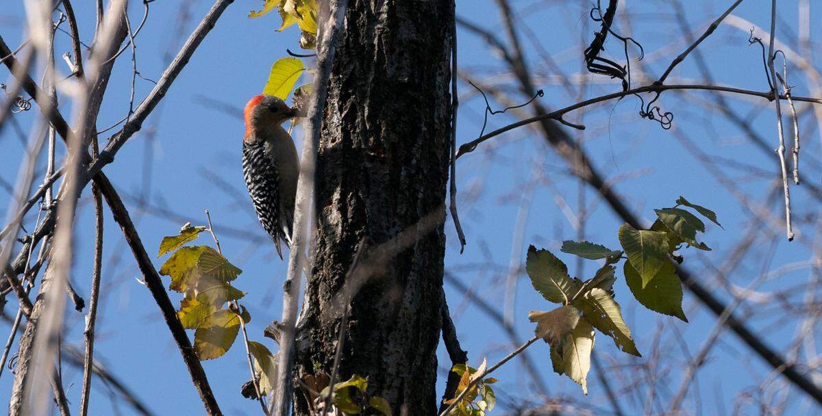 The forest in White Rock Nature Preserve is filled with endemic birds, including this red-headed woodpecker.