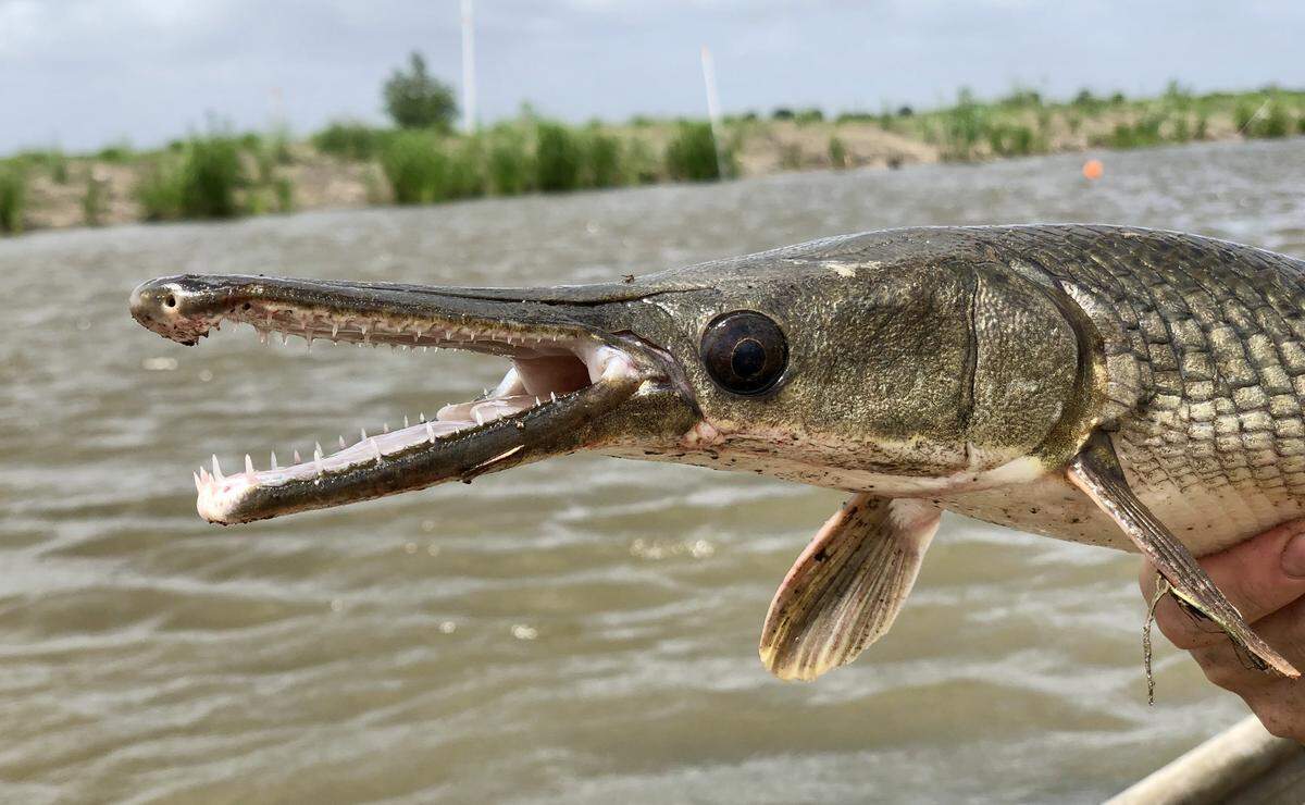 An alligator gar that was caught and released during a research survey in Louisiana.