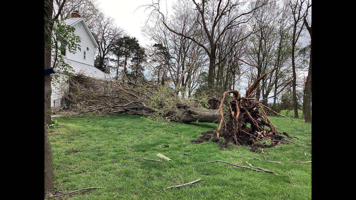 The National Weather Service released this photo of a tree uprooted during a tornado Sunday night south of Waterloo off Illinois 3.