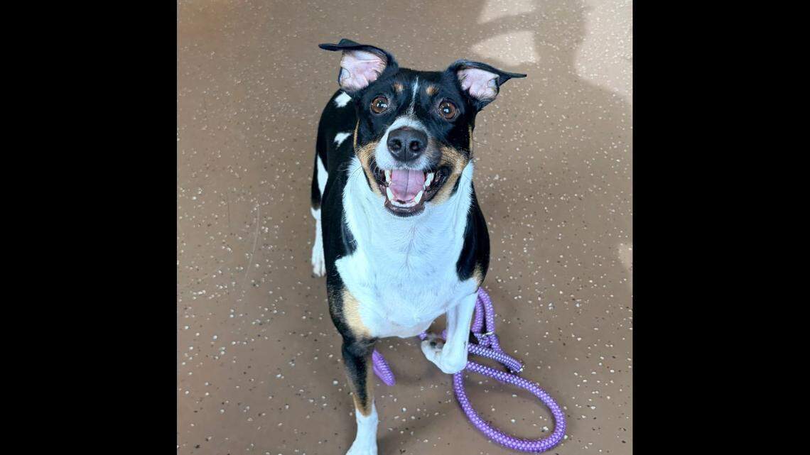 Toby is a 2-year-old, 26-pound dog listed as a rat terrier mix who is available for adoption or volunteer walks at the Belleville Area Humane Society.