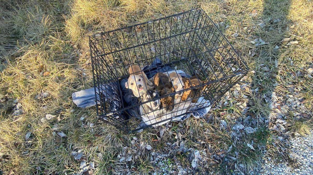 A wire crate with five abandoned dogs was found in Clinton County around 2:30 p.m. on Jan. 31. While animal control officials suspect who did it, they say finding enough proof to prosecute is often difficult.