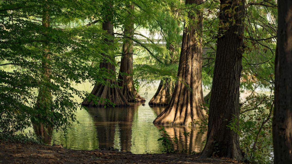 The Cache River State Natural Area, seen here in a stock photo, was recently named the best outdoor adventure in Illinois by National Geographic.