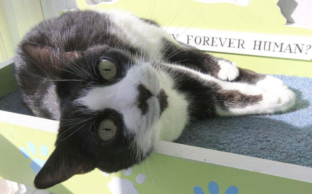 Partners for Pets and Coldwell Banker Brown Realtors are hosting a pet adoption event Saturday in St. Jacob.