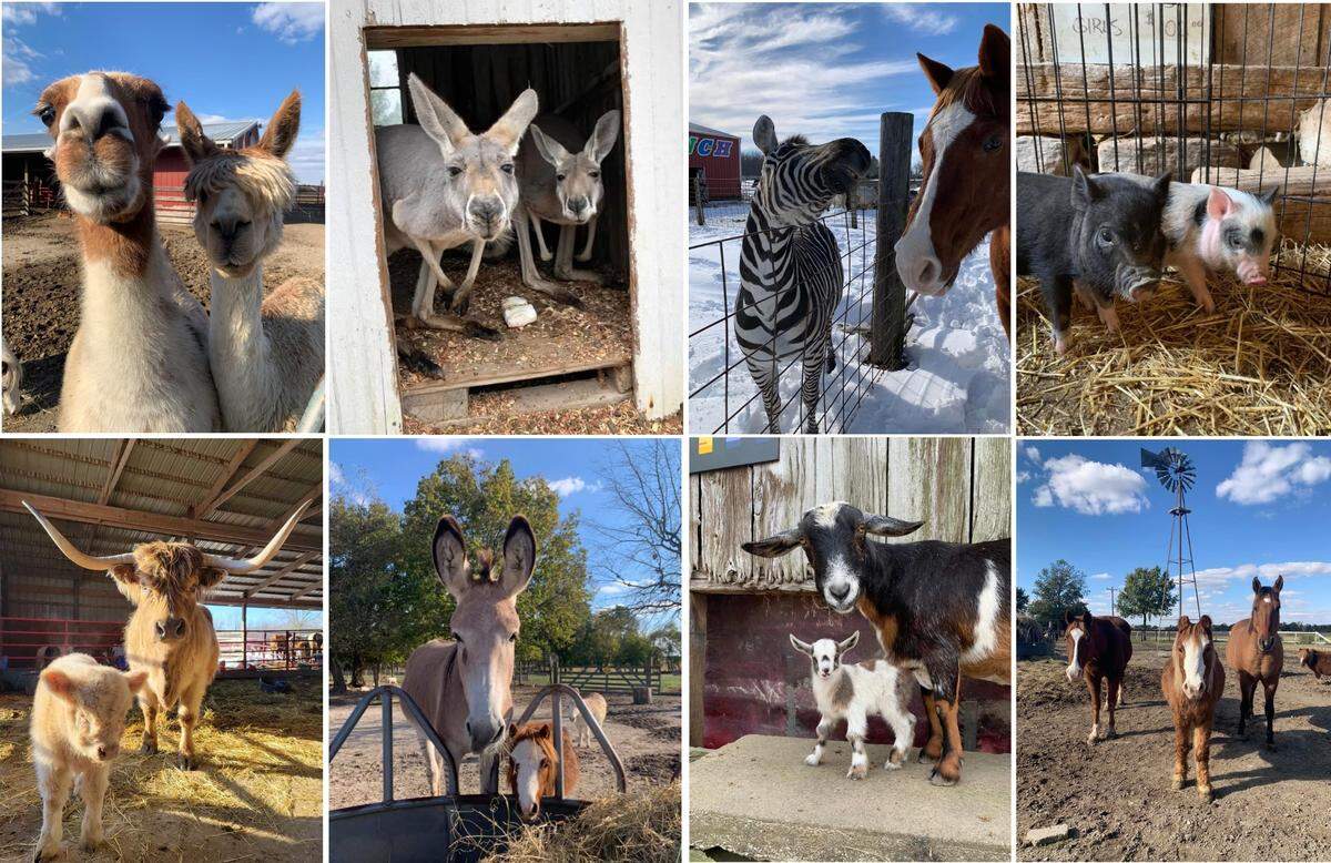 Animals at Rainbow Ranch near Nashville include, clockwise from upper left, a llama and alpaca, kangaroos, a zebra and quarter horse, pot-bellied piglets, horses, goats, a donkey and pony and Scottish Highland cattle.